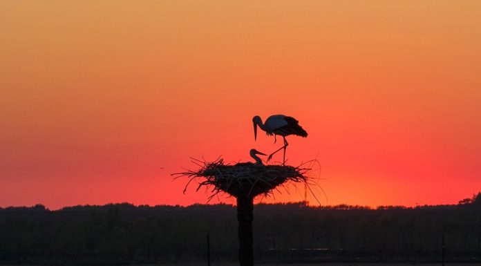 Cina: nello Heilongjiang è cominciata la stagione riproduttiva degli uccelli (1)