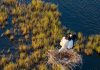 Cina: nello Heilongjiang è cominciata la stagione riproduttiva degli uccelli (3)
