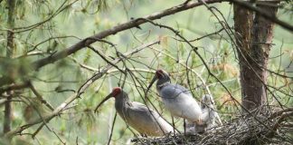 Cina: Hanzhong, ibis crestati entrano nella fase critica della riproduzione (1)