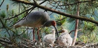 Cina: Hanzhong, ibis crestati entrano nella fase critica della riproduzione (2)