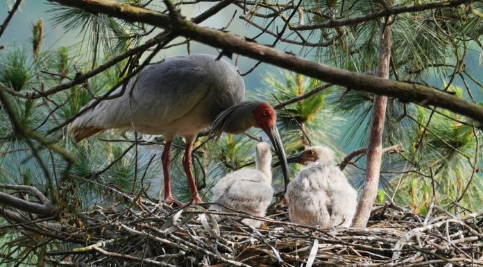 Cina: Hanzhong, ibis crestati entrano nella fase critica della riproduzione (2)