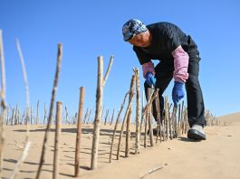 Cina: Hangjin Banner promuove progetti per contrastare desertificazione (1)