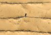Cina: Hangjin Banner promuove progetti per contrastare desertificazione (2)
