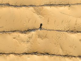 Cina: Hangjin Banner promuove progetti per contrastare desertificazione (2)