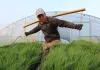 Cina: Heilongjiang entra nella stagione del trapianto del riso (1)