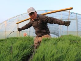 Cina: Heilongjiang entra nella stagione del trapianto del riso (1)