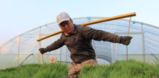 Cina: Heilongjiang entra nella stagione del trapianto del riso (1)