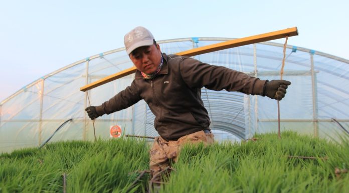 Cina: Heilongjiang entra nella stagione del trapianto del riso (1)