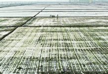 Cina: Heilongjiang entra nella stagione del trapianto del riso (2)