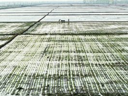Cina: Heilongjiang entra nella stagione del trapianto del riso (2)