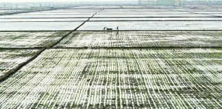 Cina: Heilongjiang entra nella stagione del trapianto del riso (2)