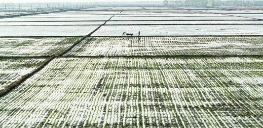 Cina: Heilongjiang entra nella stagione del trapianto del riso (2)