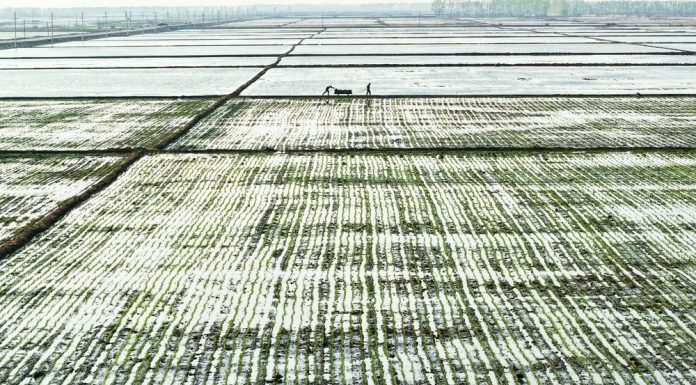 Cina: Heilongjiang entra nella stagione del trapianto del riso (2)