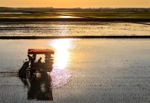 Cina: Heilongjiang entra nella stagione del trapianto del riso (3)