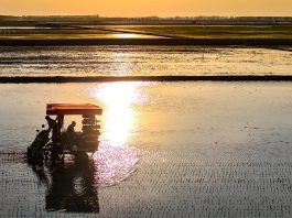 Cina: Heilongjiang entra nella stagione del trapianto del riso (3)