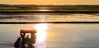Cina: Heilongjiang entra nella stagione del trapianto del riso (3)