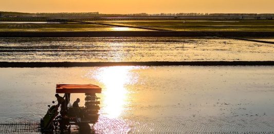 Cina: Heilongjiang entra nella stagione del trapianto del riso (3)