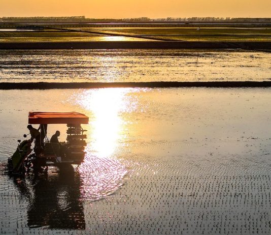 Cina: Heilongjiang entra nella stagione del trapianto del riso (3)