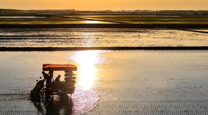 Cina: Heilongjiang entra nella stagione del trapianto del riso (3)