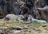 Cina: madre e cuccioli di leopardo delle nevi fotografati nel Sichuan (1)