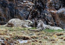 Cina: madre e cuccioli di leopardo delle nevi fotografati nel Sichuan (1)