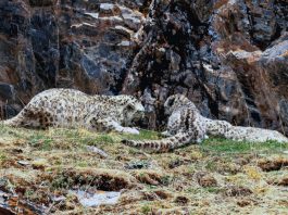 Cina: madre e cuccioli di leopardo delle nevi fotografati nel Sichuan (1)