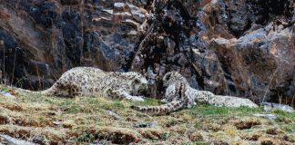 Cina: madre e cuccioli di leopardo delle nevi fotografati nel Sichuan (1)