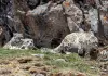 Cina: madre e cuccioli di leopardo delle nevi fotografati nel Sichuan (2)