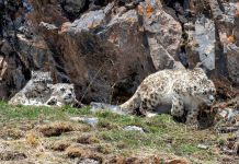 Cina: madre e cuccioli di leopardo delle nevi fotografati nel Sichuan (2)