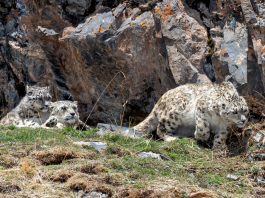 Cina: madre e cuccioli di leopardo delle nevi fotografati nel Sichuan (2)