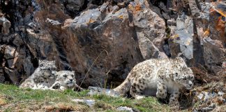 Cina: madre e cuccioli di leopardo delle nevi fotografati nel Sichuan (2)