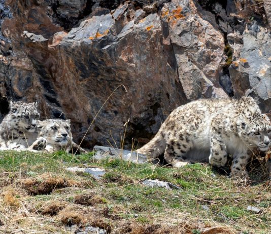 Cina: madre e cuccioli di leopardo delle nevi fotografati nel Sichuan (2)
