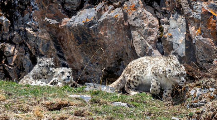 Cina: madre e cuccioli di leopardo delle nevi fotografati nel Sichuan (2)