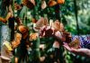 Cina: spettacolo di farfalle nella valle di Honghe a inizio estate (1)