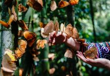 Cina: spettacolo di farfalle nella valle di Honghe a inizio estate (1)