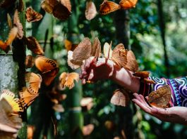 Cina: spettacolo di farfalle nella valle di Honghe a inizio estate (1)