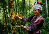 Cina: spettacolo di farfalle nella valle di Honghe a inizio estate (2)