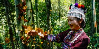 Cina: spettacolo di farfalle nella valle di Honghe a inizio estate (2)
