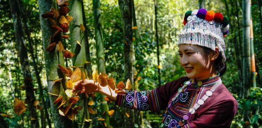 Cina: spettacolo di farfalle nella valle di Honghe a inizio estate (2)
