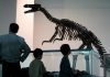 Cina: visite culturali in aumento per Giornata internazionale dei musei (1)