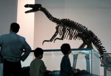 Cina: visite culturali in aumento per Giornata internazionale dei musei (1)