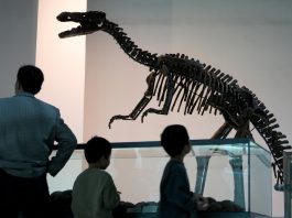 Cina: visite culturali in aumento per la Giornata internazionale dei musei (1)