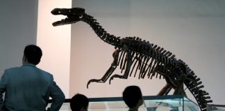 Cina: visite culturali in aumento per la Giornata internazionale dei musei (1)