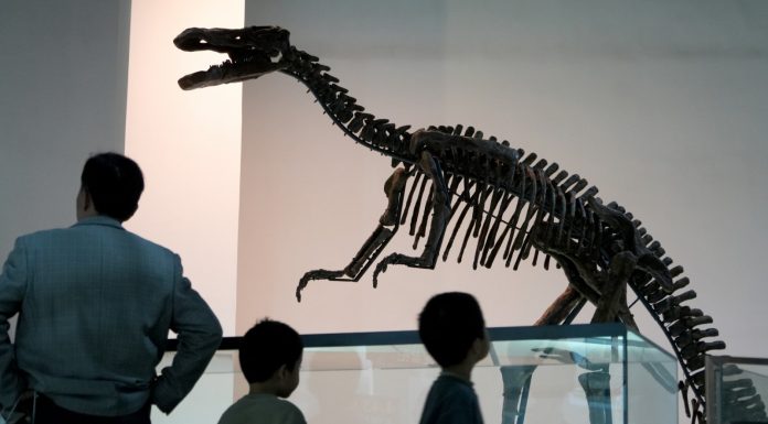 Cina: visite culturali in aumento per la Giornata internazionale dei musei (1)