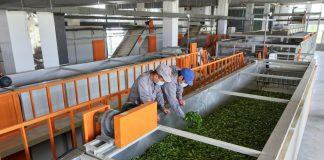 Cina: tecnologia rende più smart industria del tè nella contea di Qimen (2)