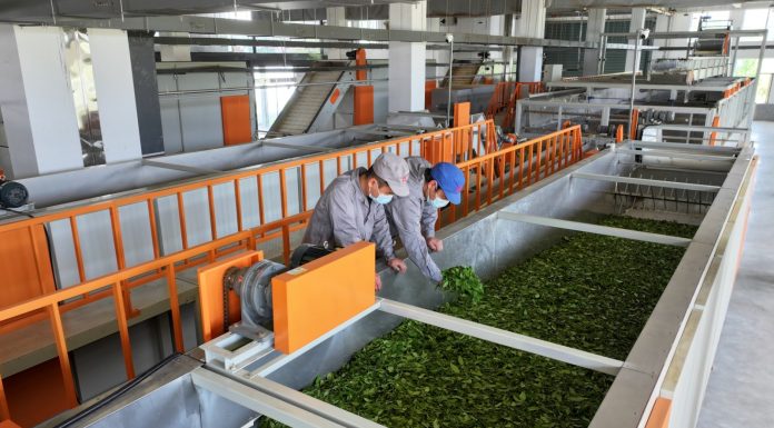 Cina: tecnologia rende più smart industria del tè nella contea di Qimen (2)
