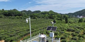 Cina: tecnologia rende più smart industria del tè nella contea di Qimen (3)