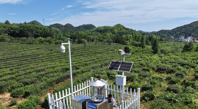 Cina: tecnologia rende più smart industria del tè nella contea di Qimen (3)