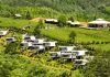 Cina: Luxi valorizza turismo e piantagioni di tè nell’Anhui (2)