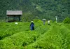 Cina: Luxi valorizza turismo e piantagioni di tè nell’Anhui (3)